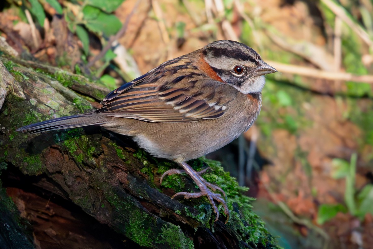 Rufous-collared Sparrow - ML619585122