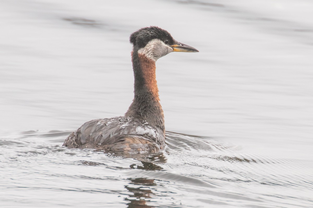 Red-necked Grebe - ML619585143