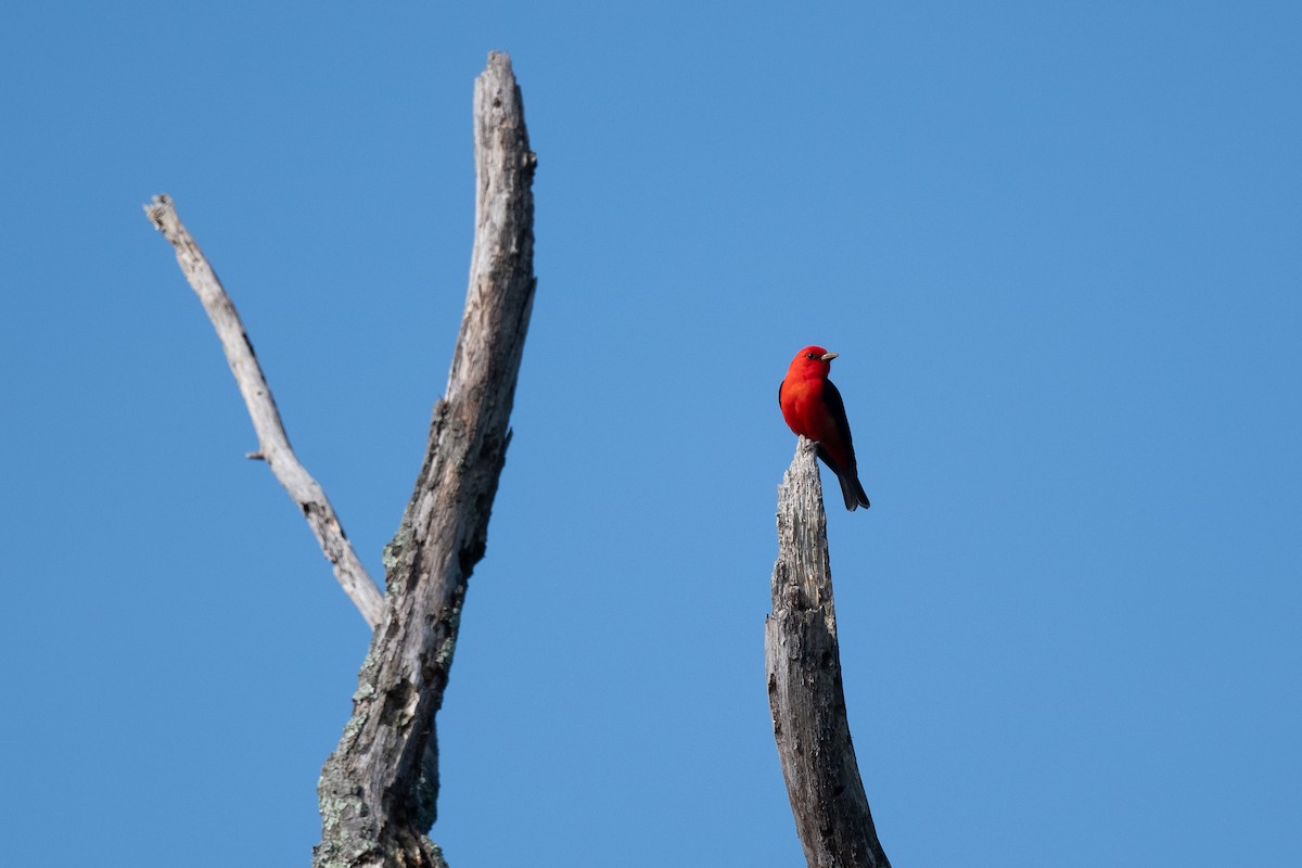 Scarlet Tanager - ML619585150