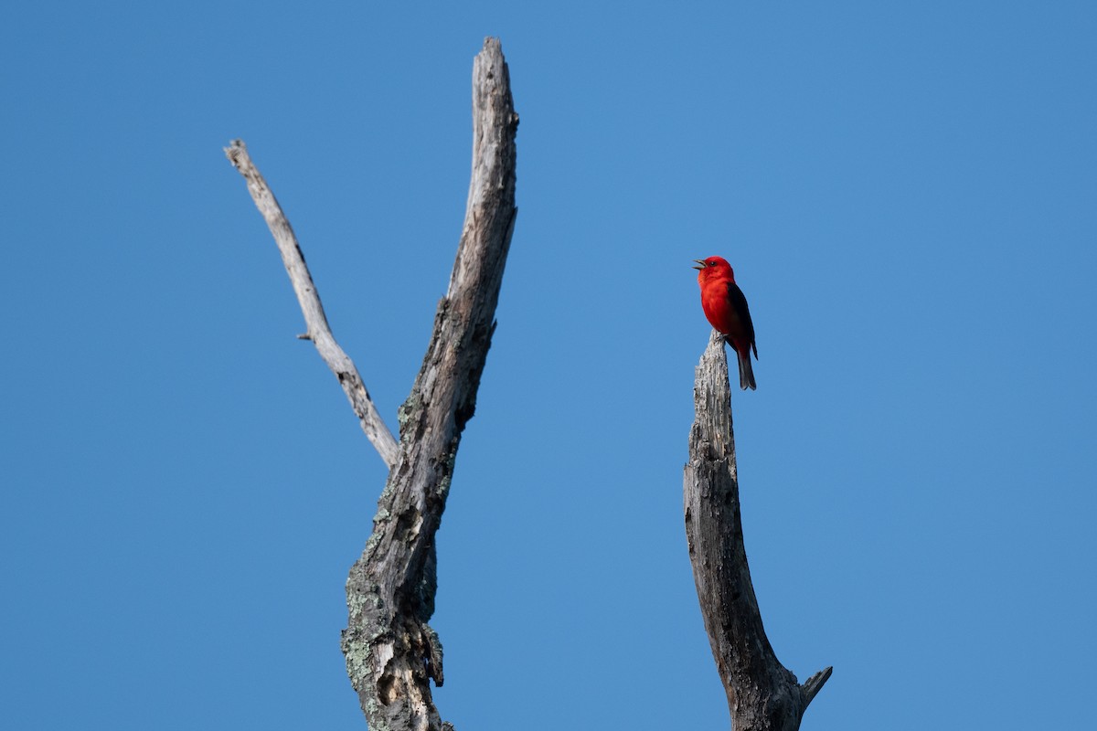 Scarlet Tanager - ML619585151