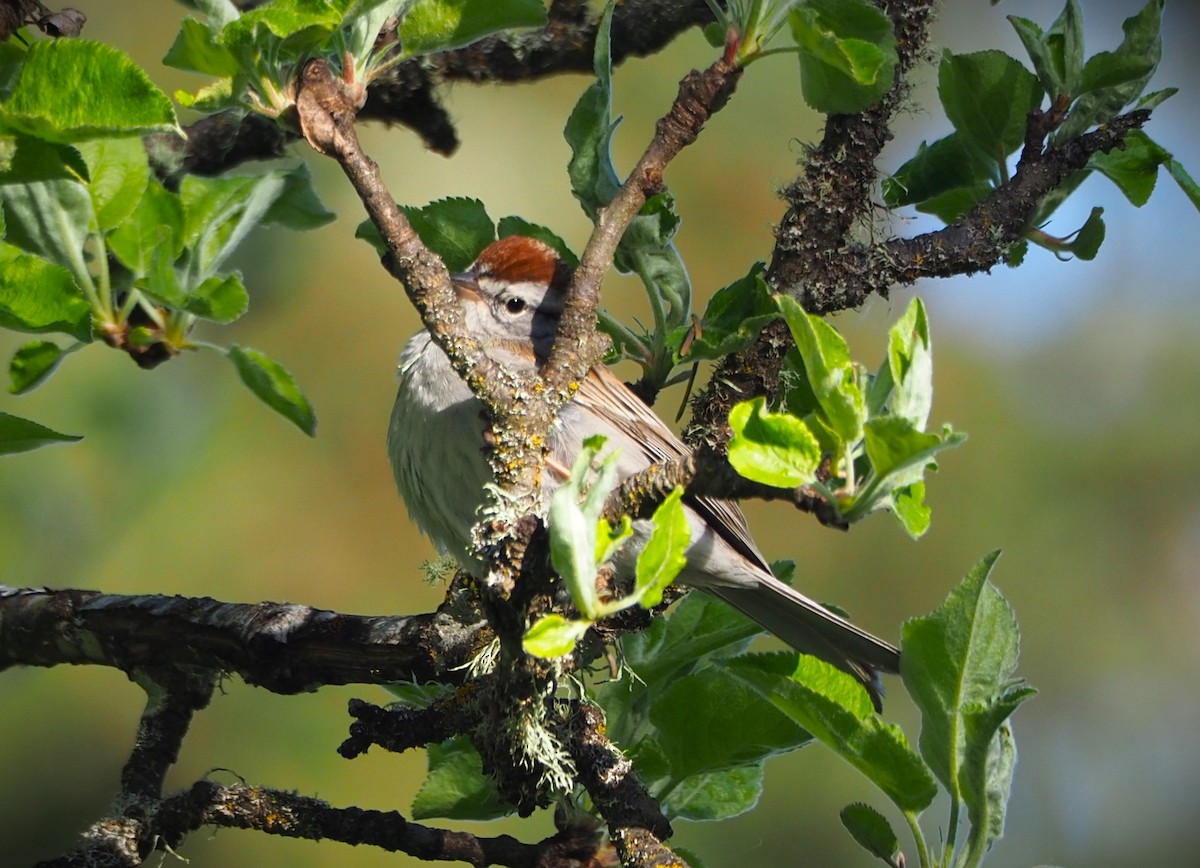 Chipping Sparrow - ML619585187
