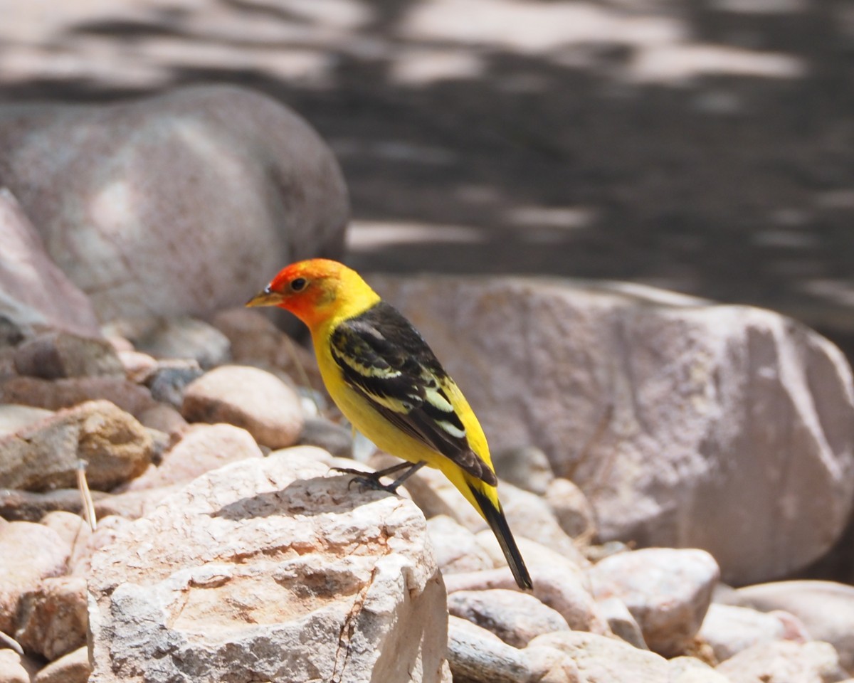 Western Tanager - ML619585189