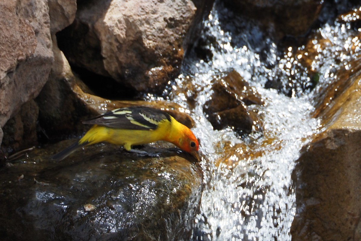 Western Tanager - ML619585190