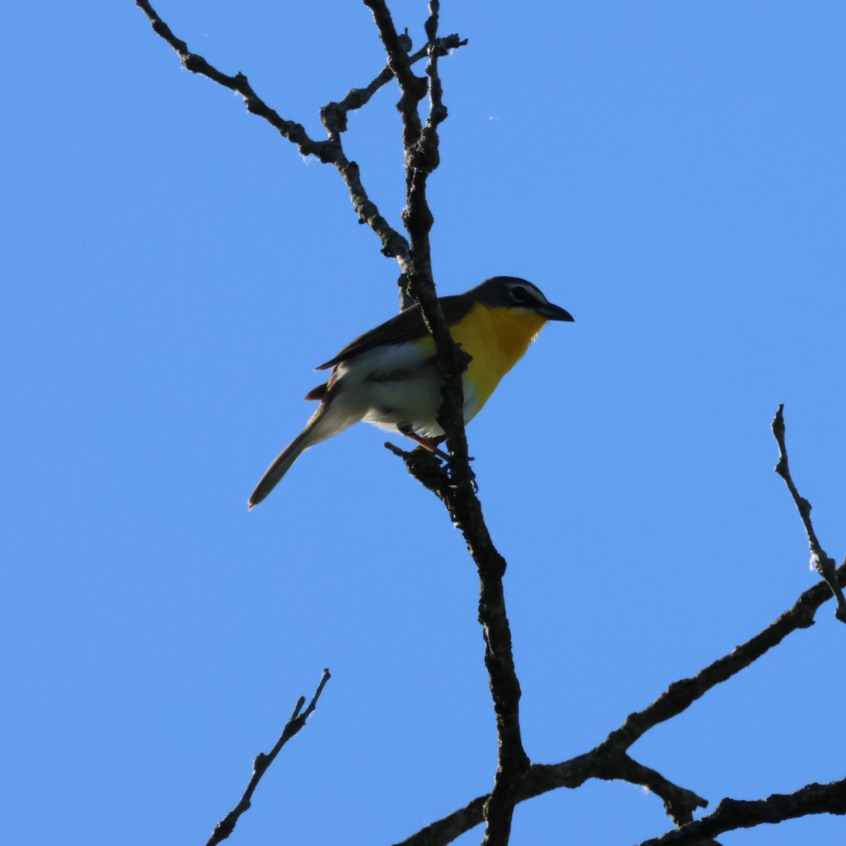 Yellow-breasted Chat - ML619585206