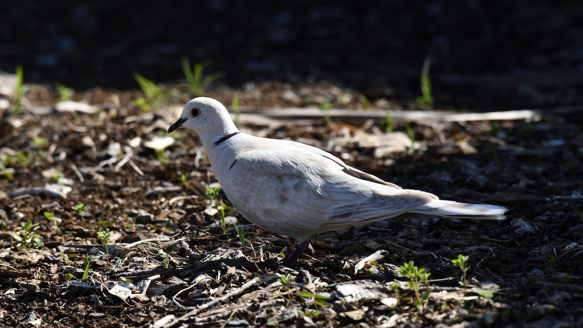 African Collared-Dove - ML619585223