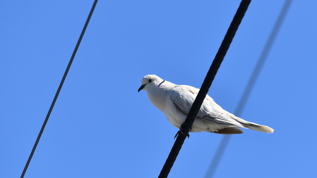 African Collared-Dove - ML619585225