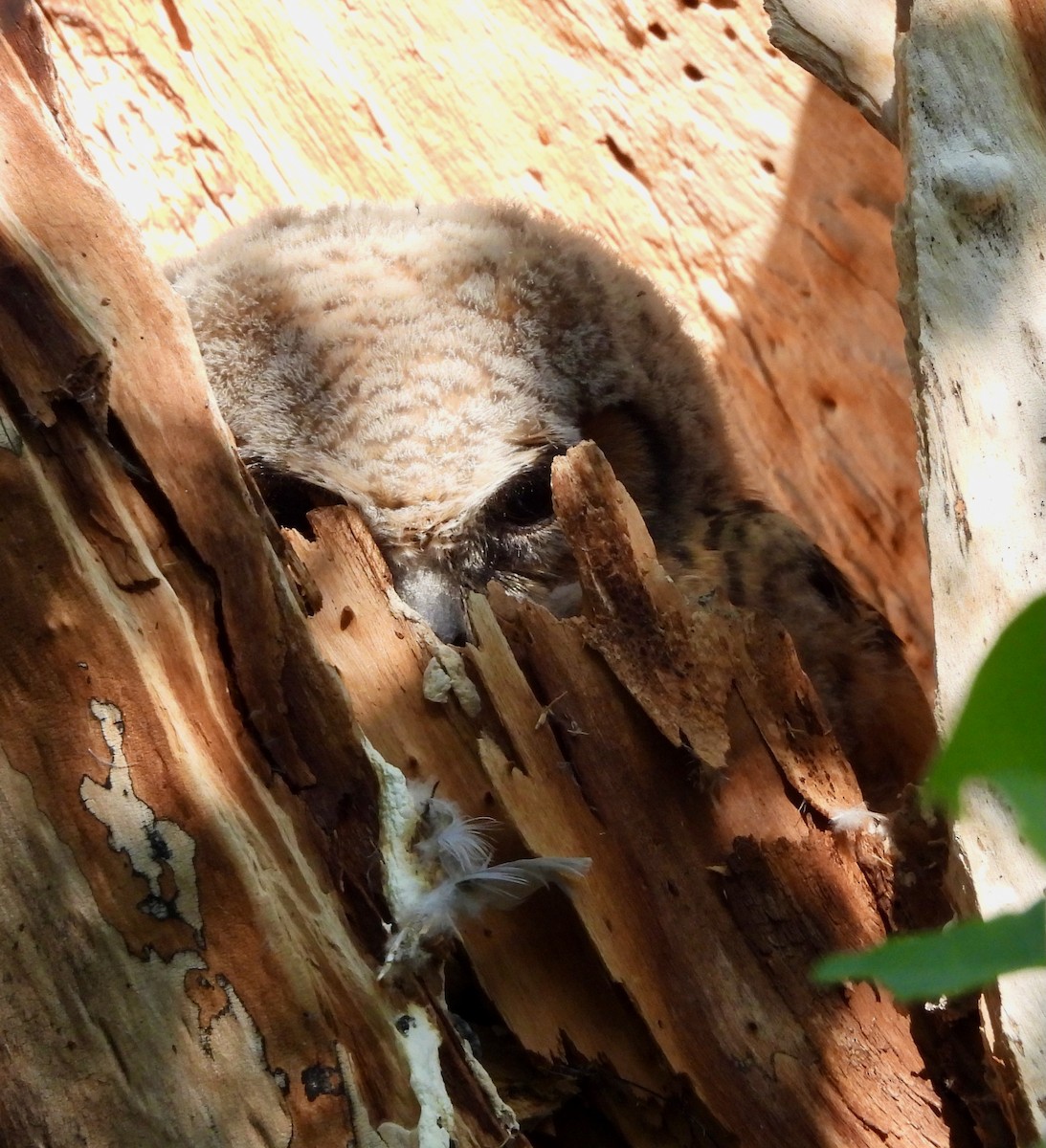Great Horned Owl - ML619585246