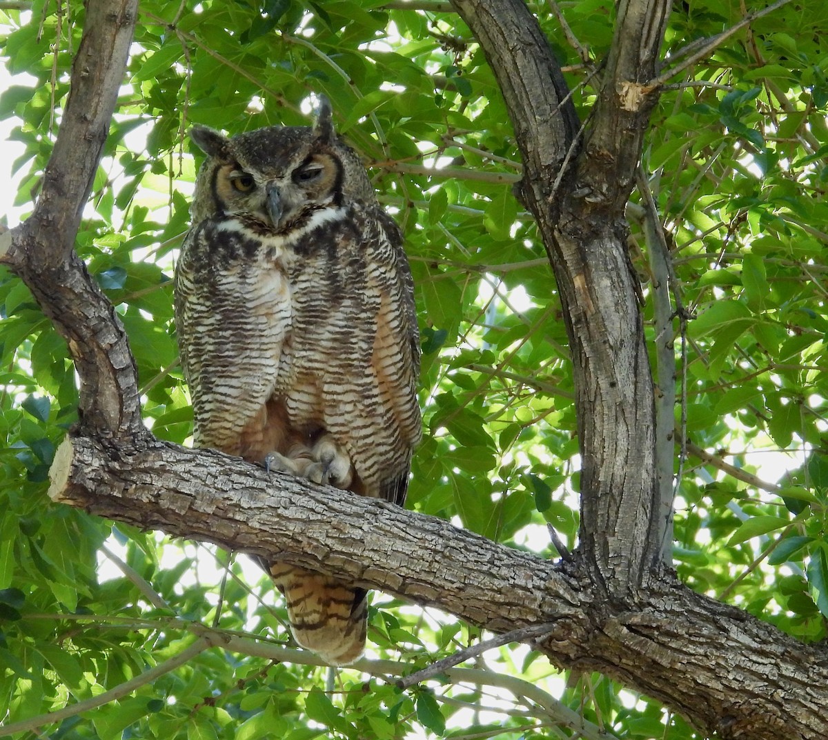 Great Horned Owl - ML619585247