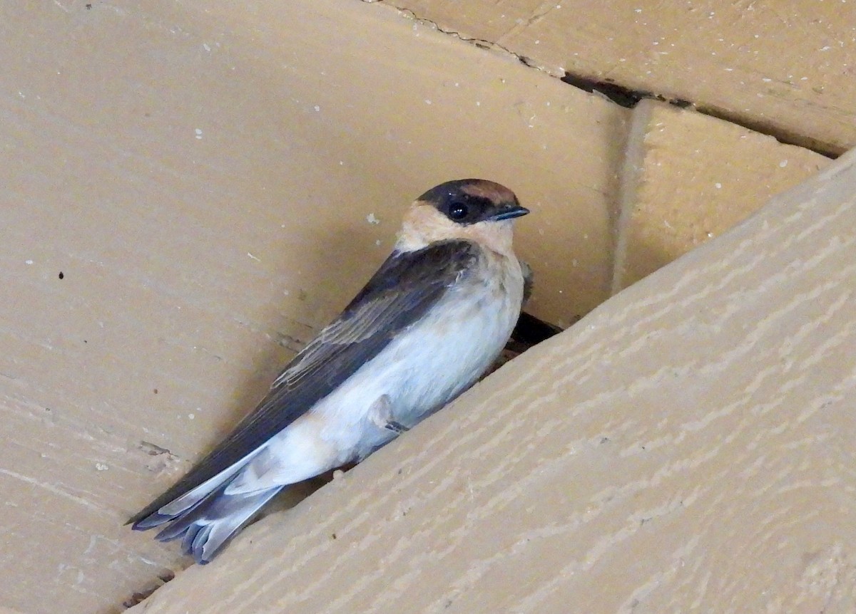 Cave Swallow - ML619585266