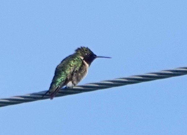 Ruby-throated Hummingbird - ML619585294