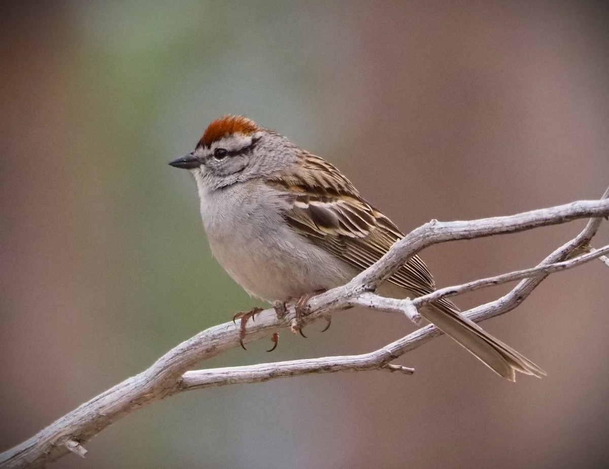 Chipping Sparrow - ML619585312