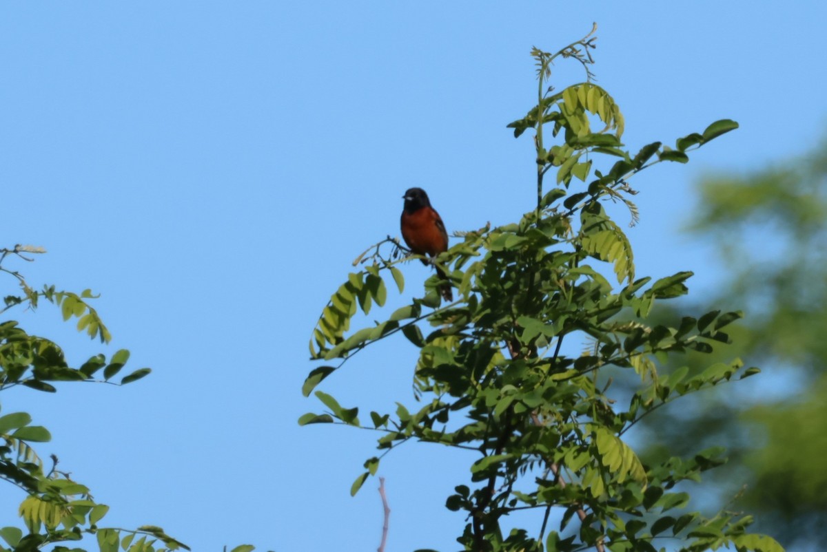 Orchard Oriole - ML619585316