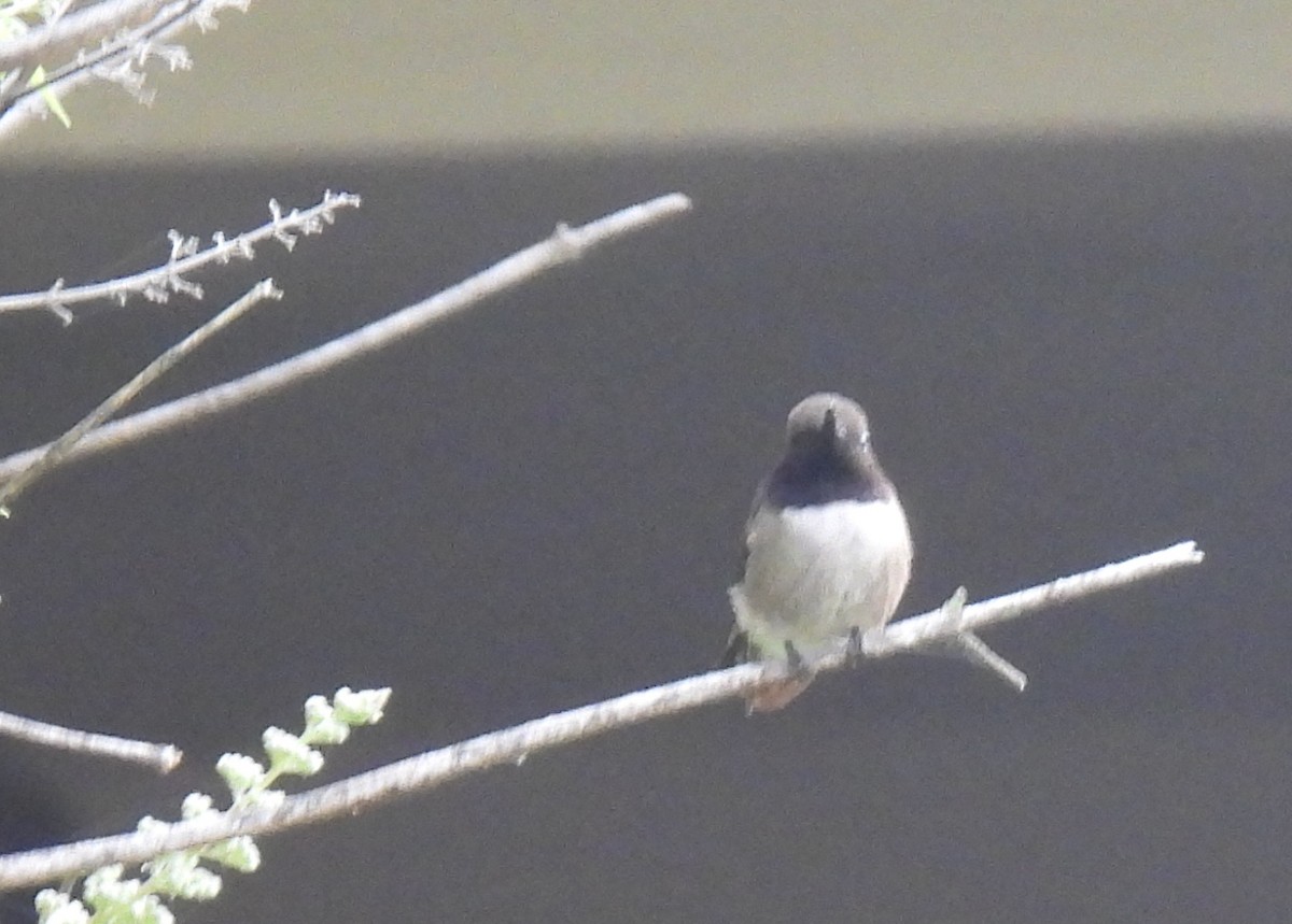 Black-chinned Hummingbird - ML619585329