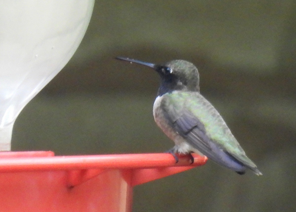 Black-chinned Hummingbird - ML619585330