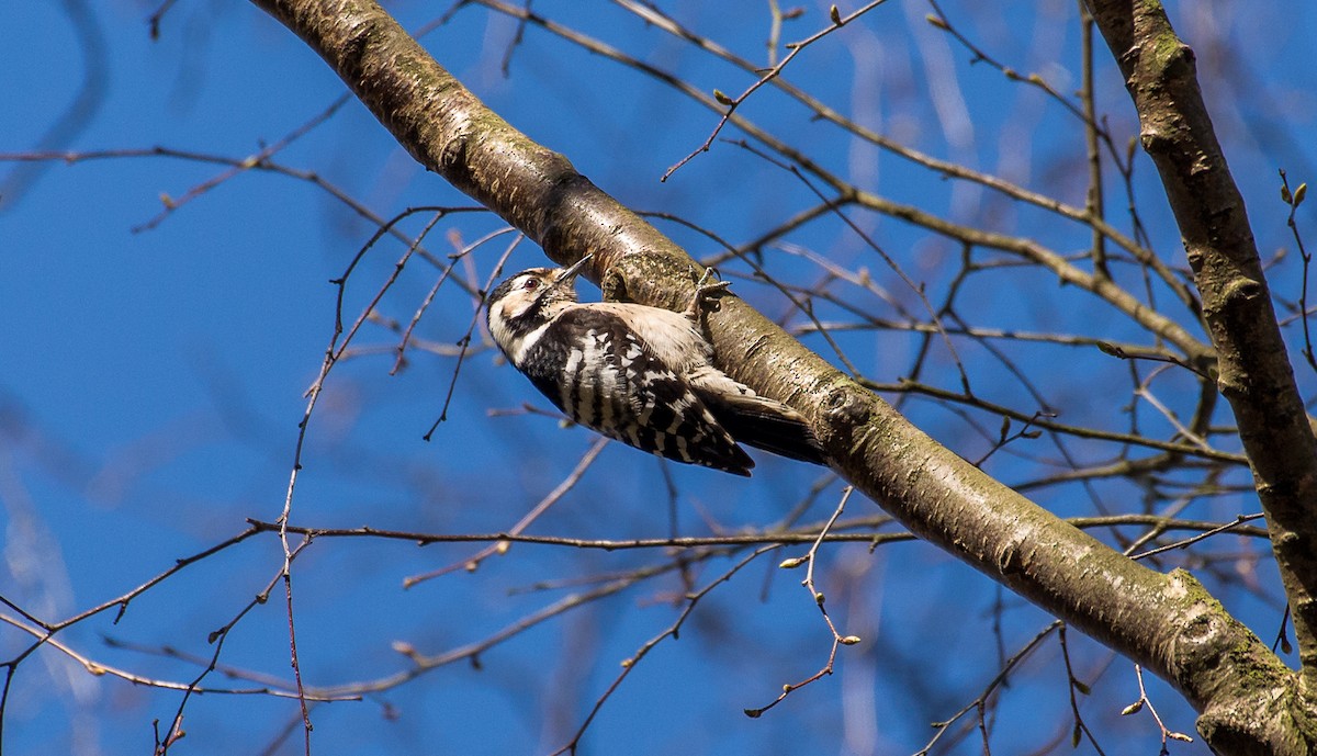 Lesser Spotted Woodpecker - ML619585335