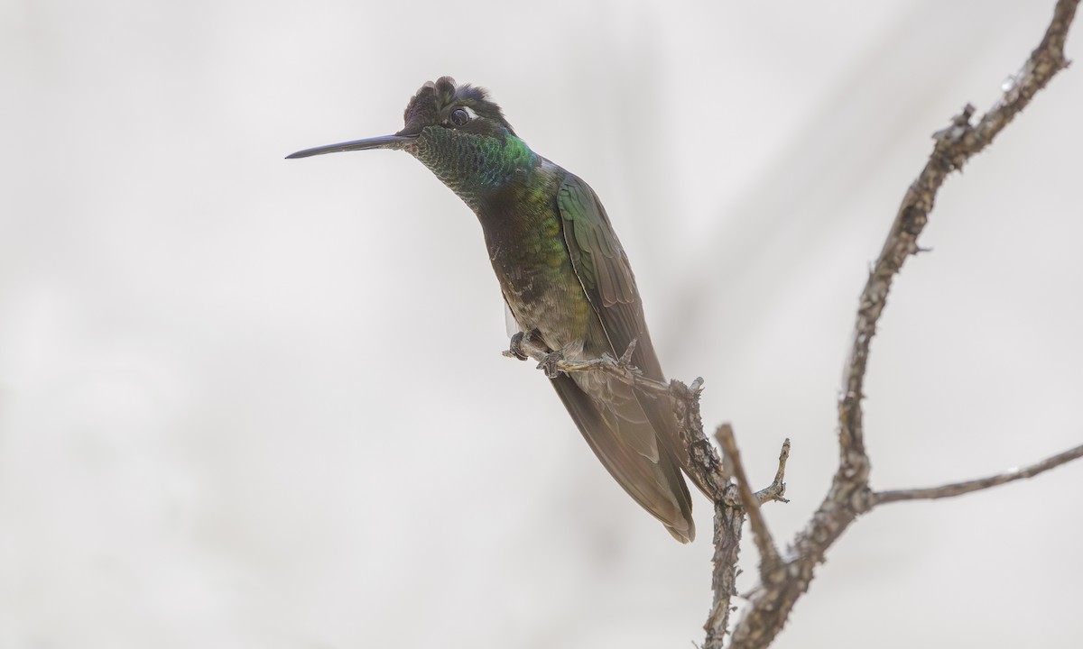 Rivoli's Hummingbird - ML619585345