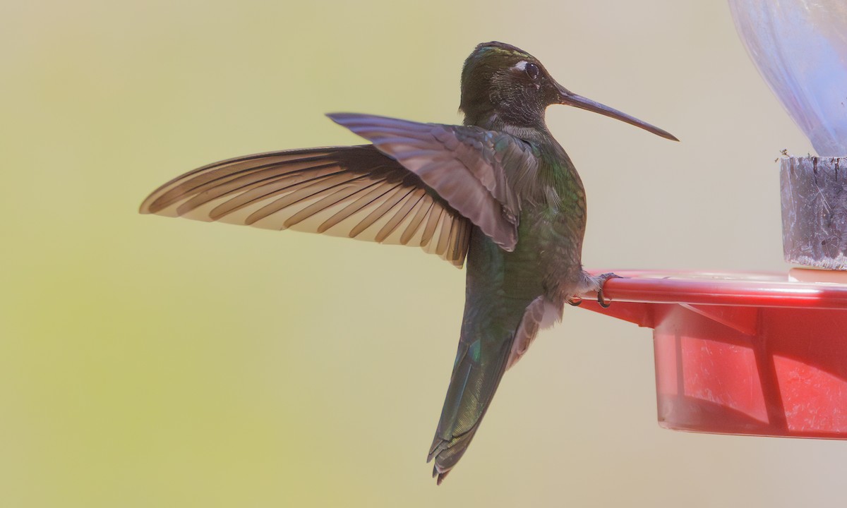 Rivoli's Hummingbird - ML619585347