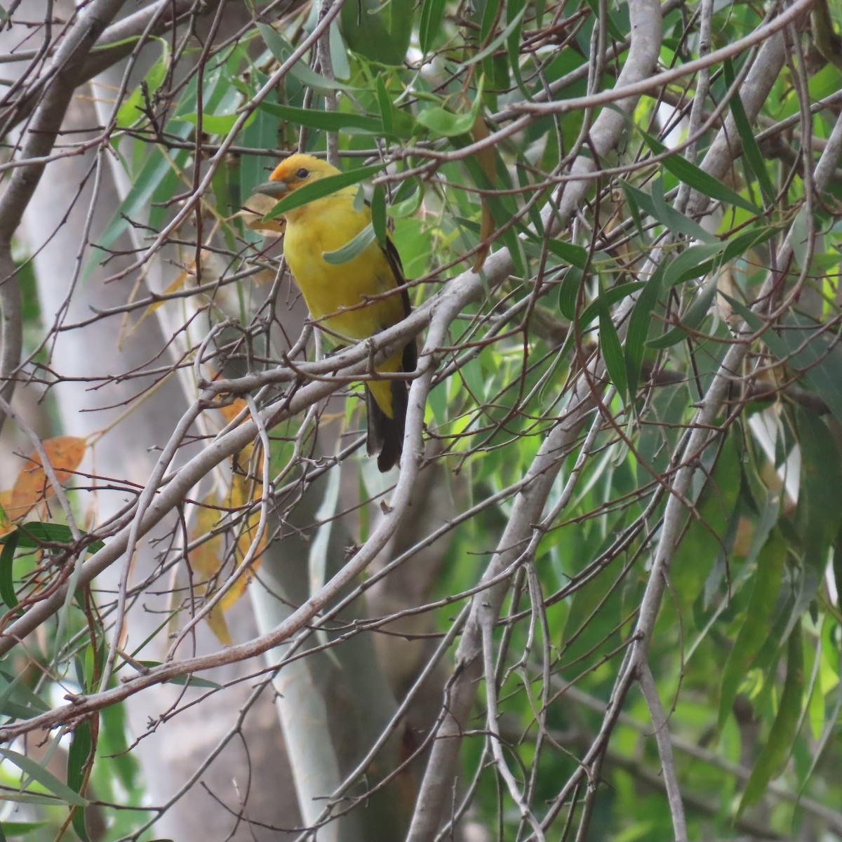 Western Tanager - ML619585368