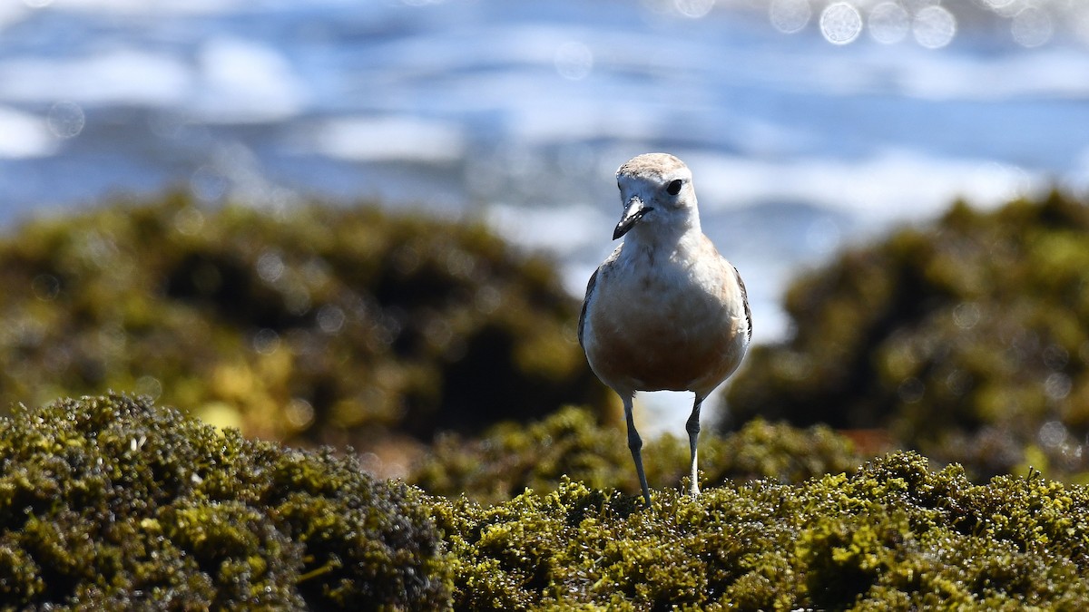 Red-breasted Dotterel - ML619585464