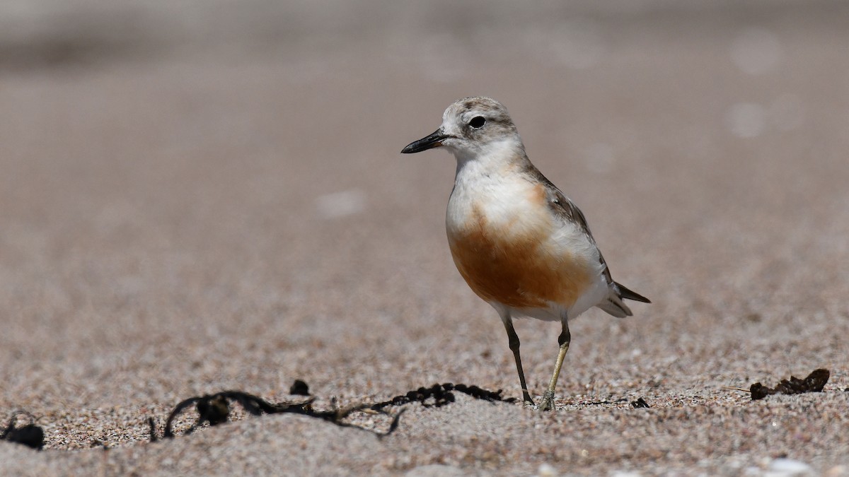 Red-breasted Dotterel - ML619585465