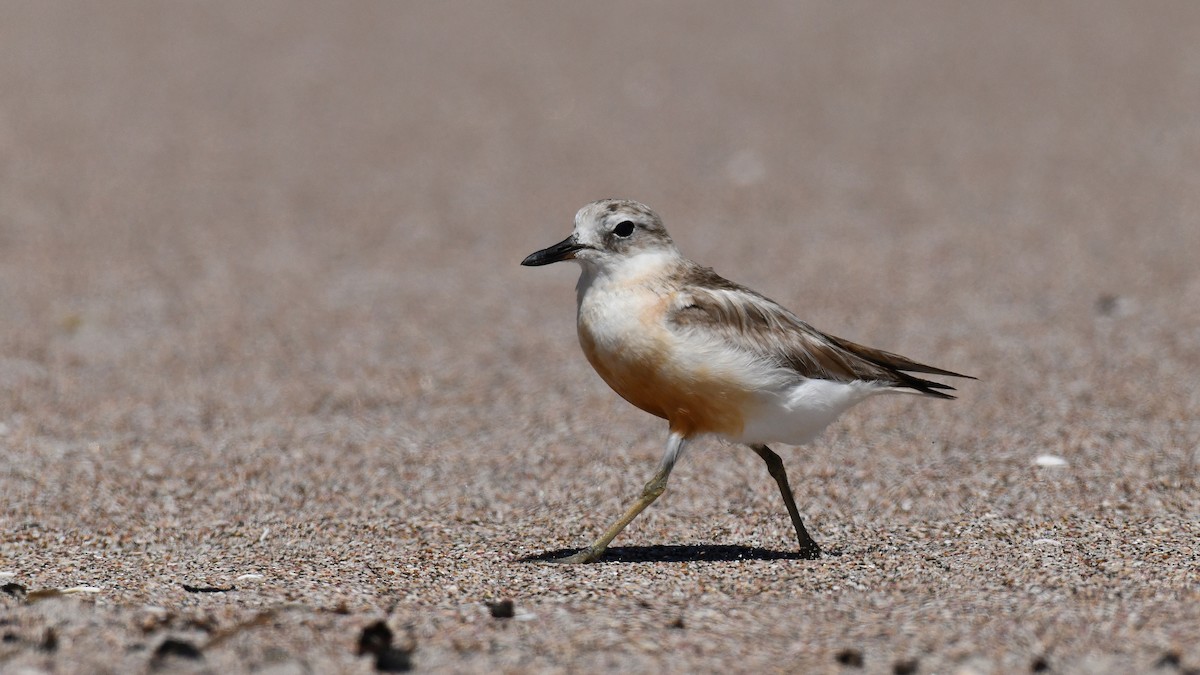 Red-breasted Dotterel - ML619585468