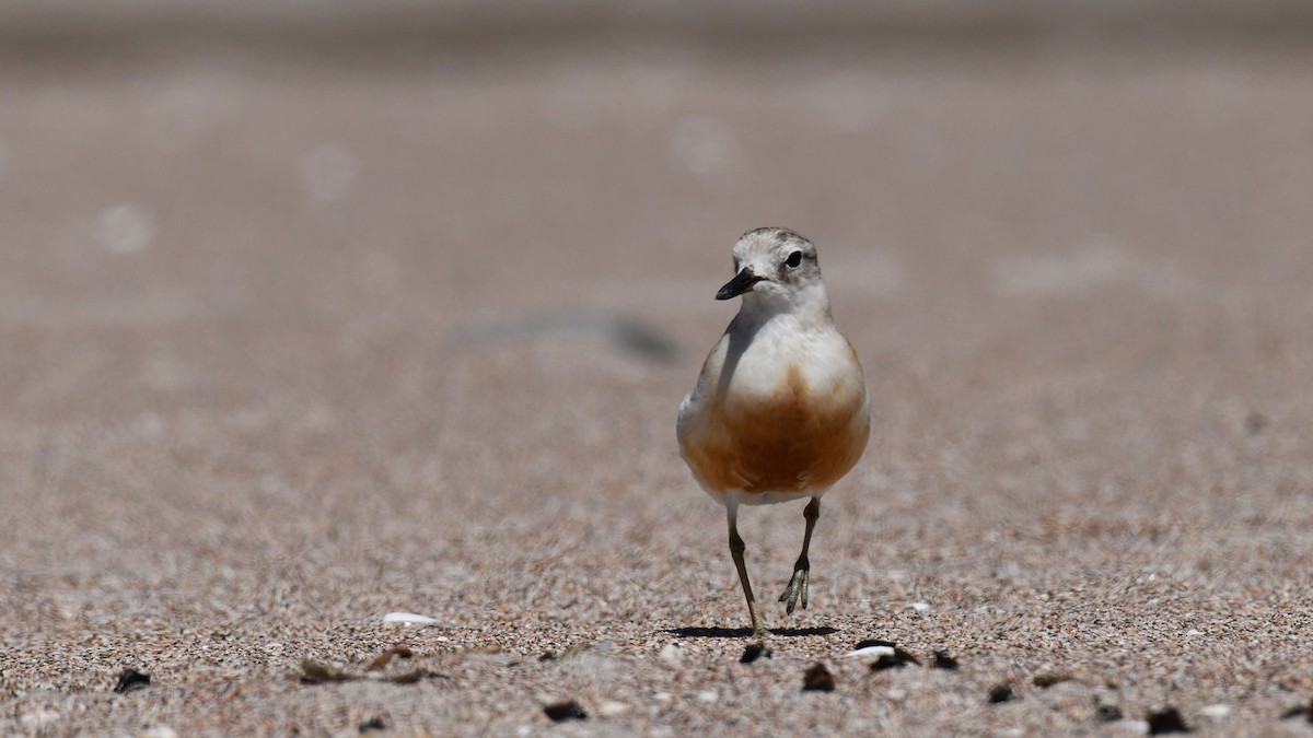 Red-breasted Dotterel - ML619585469