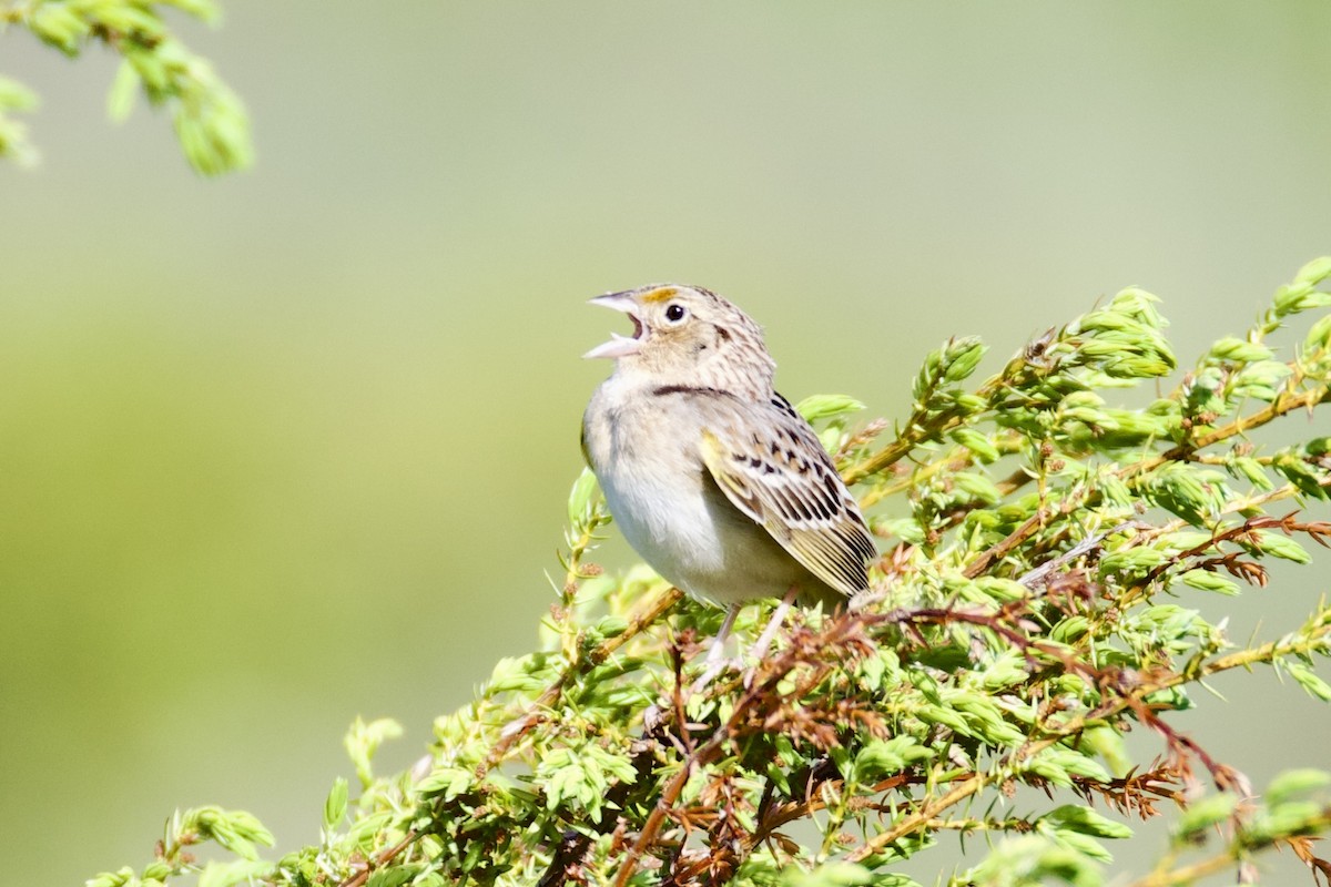 Grasshopper Sparrow - ML619585503