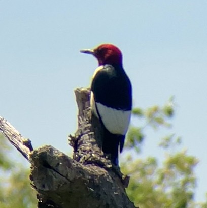 Red-headed Woodpecker - ML619585513