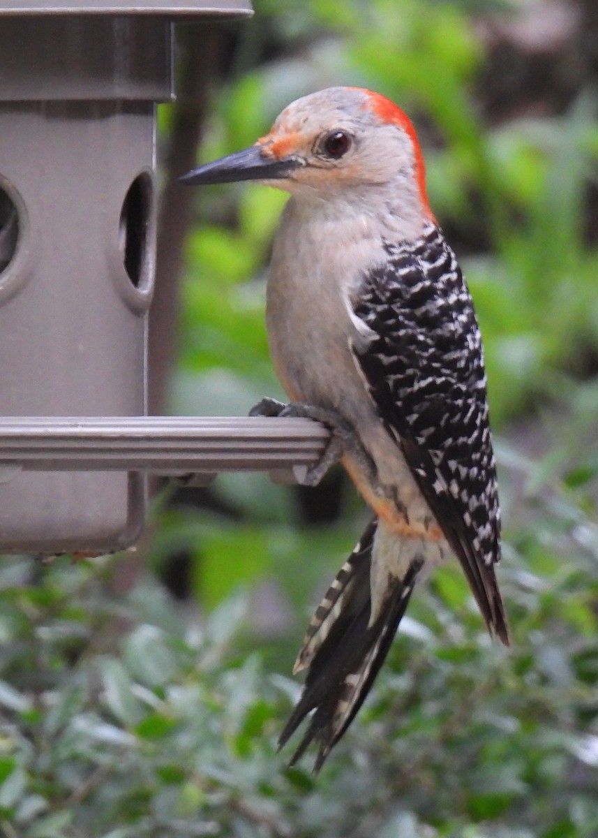 Red-bellied Woodpecker - ML619585514