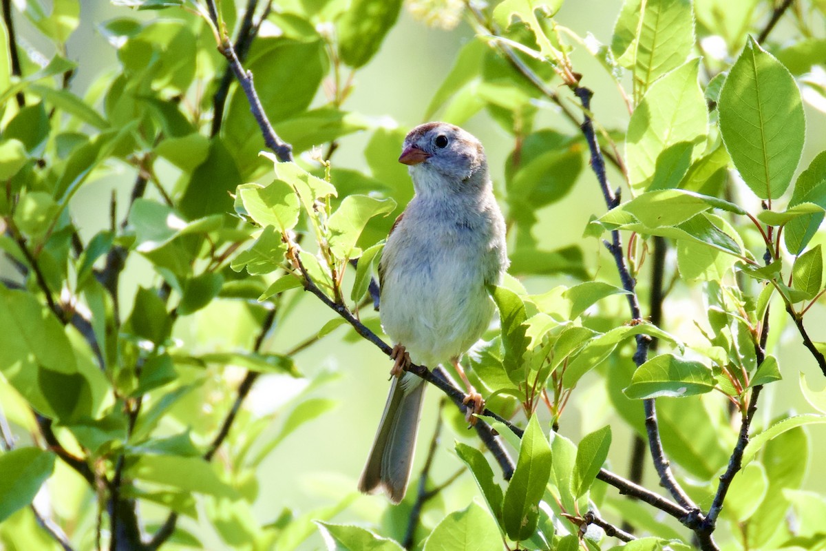 Field Sparrow - ML619585518