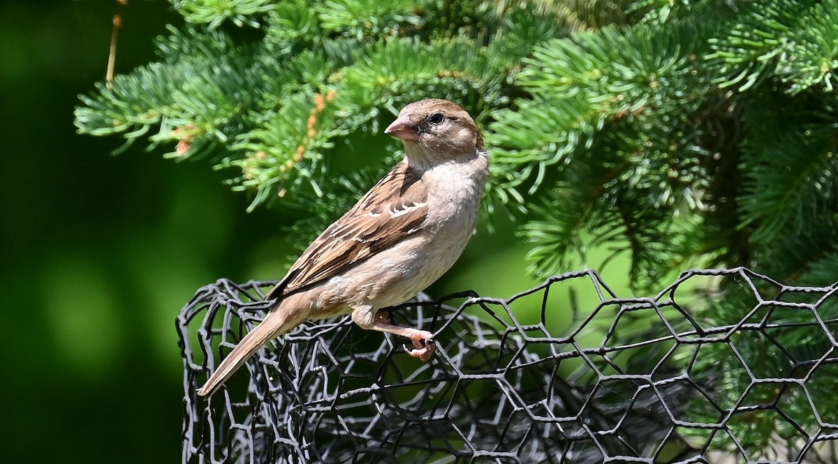 House Sparrow - ML619585572