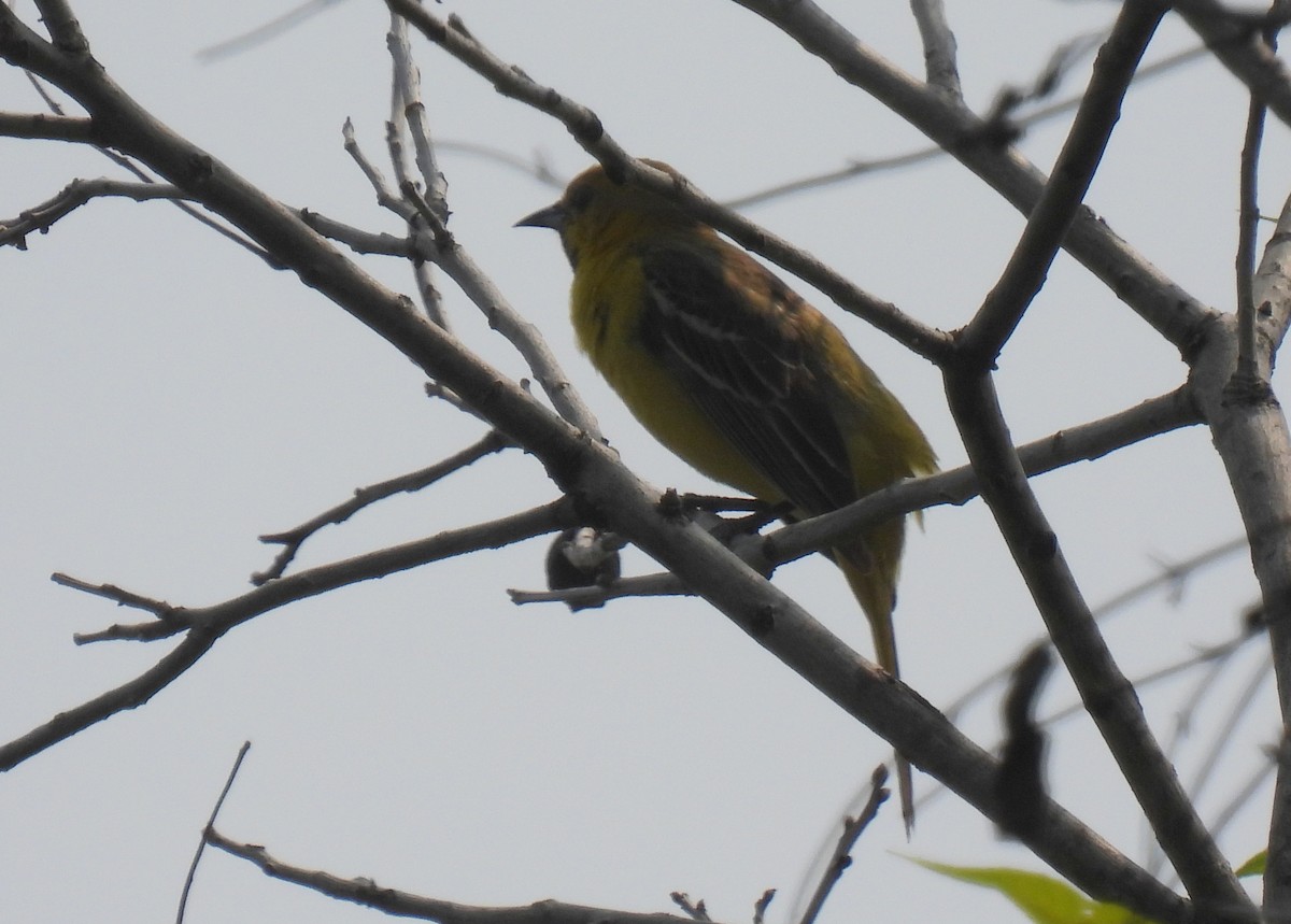 Orchard Oriole - ML619585582