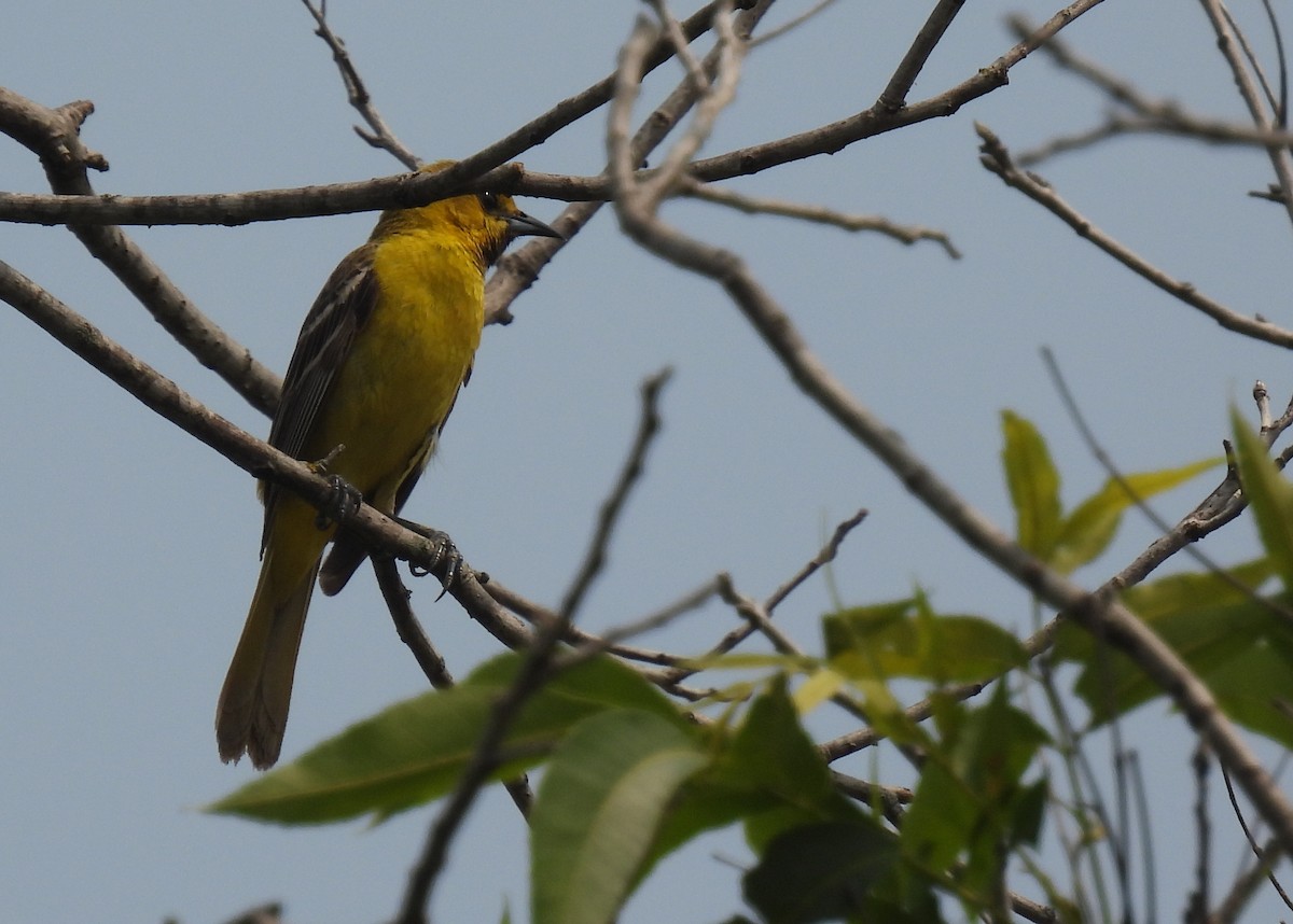 Orchard Oriole - ML619585583