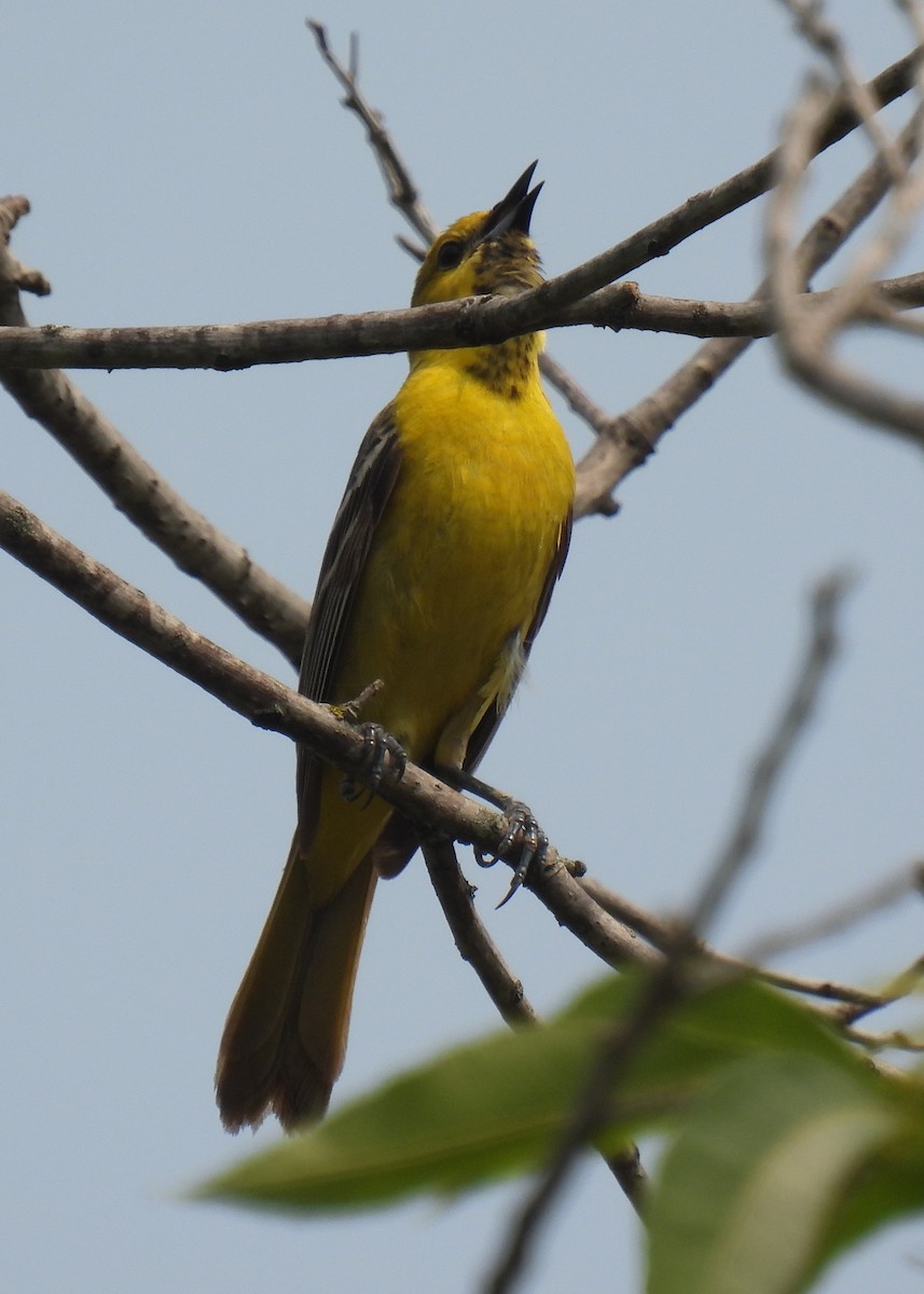 Orchard Oriole - ML619585584