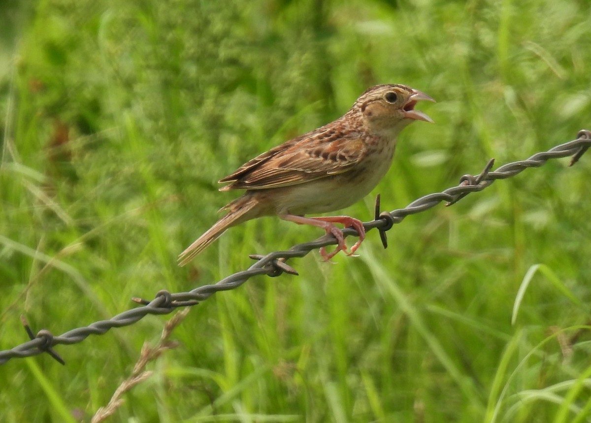 Grasshopper Sparrow - ML619585590