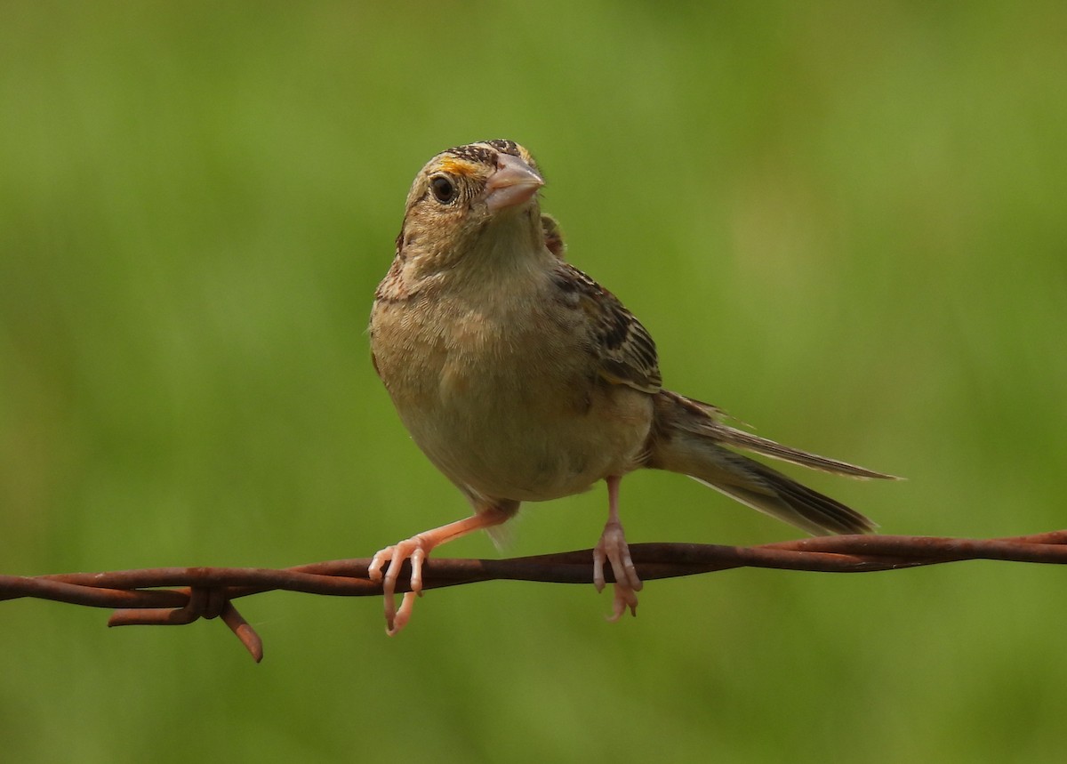 Grasshopper Sparrow - ML619585591