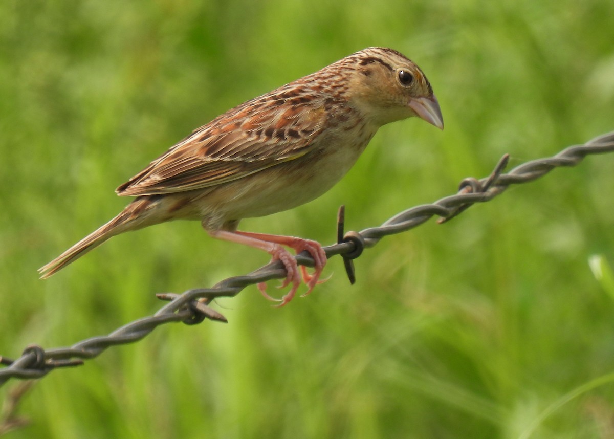 Grasshopper Sparrow - ML619585592