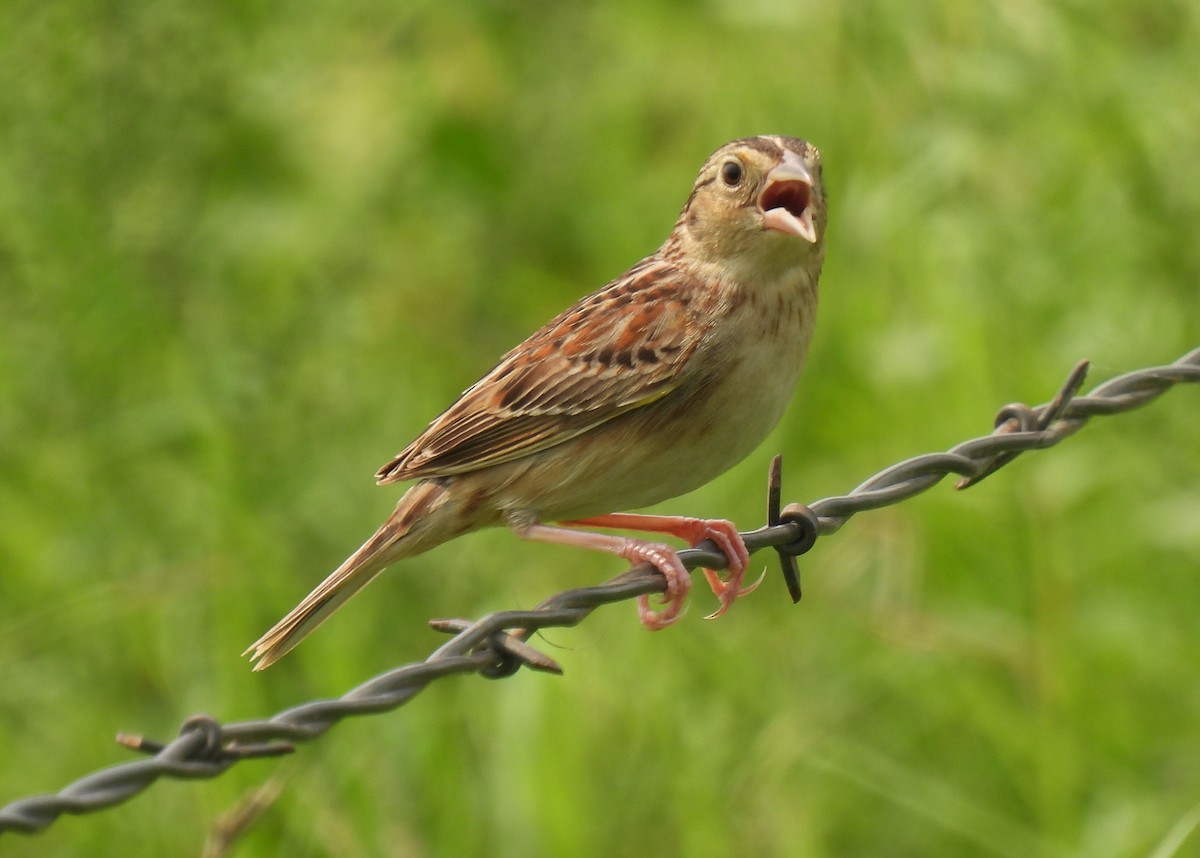 Grasshopper Sparrow - ML619585593