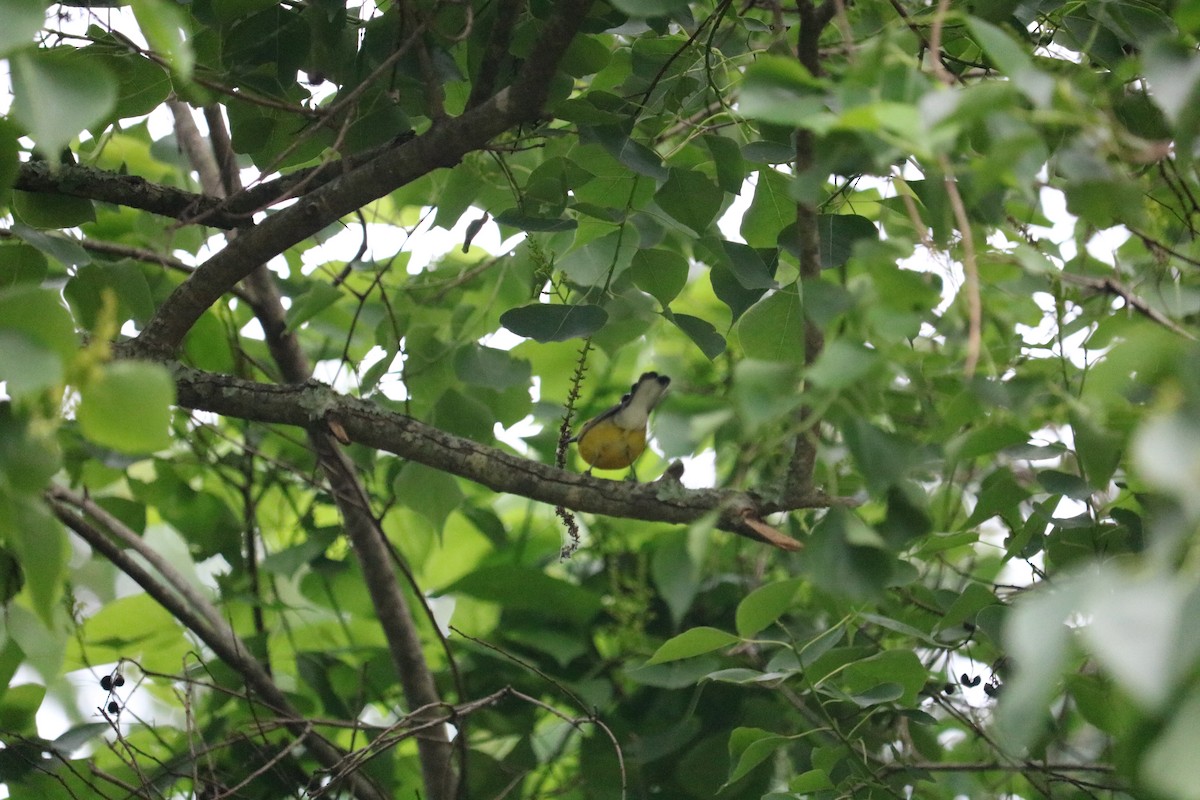 Prothonotary Warbler - ML619585621