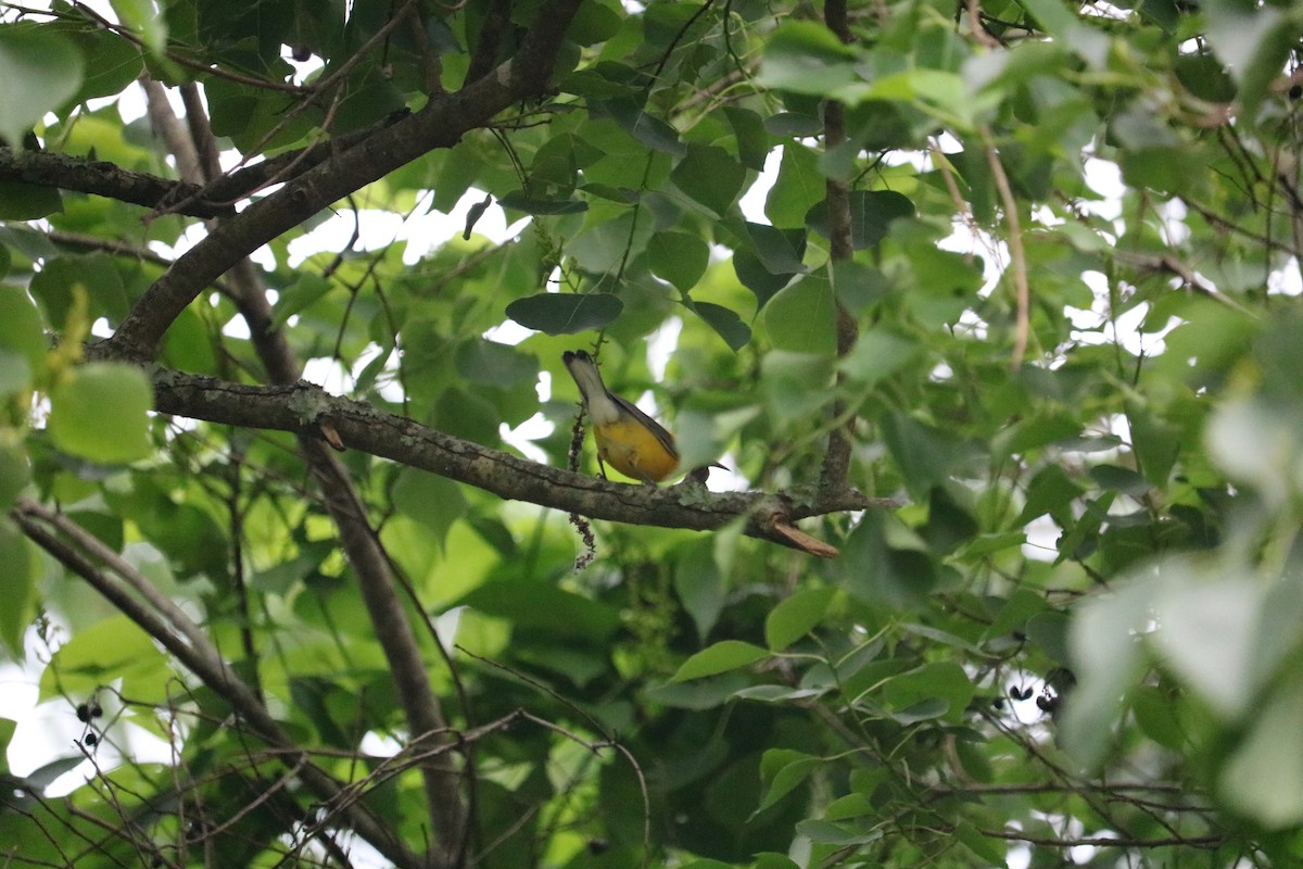 Prothonotary Warbler - ML619585622