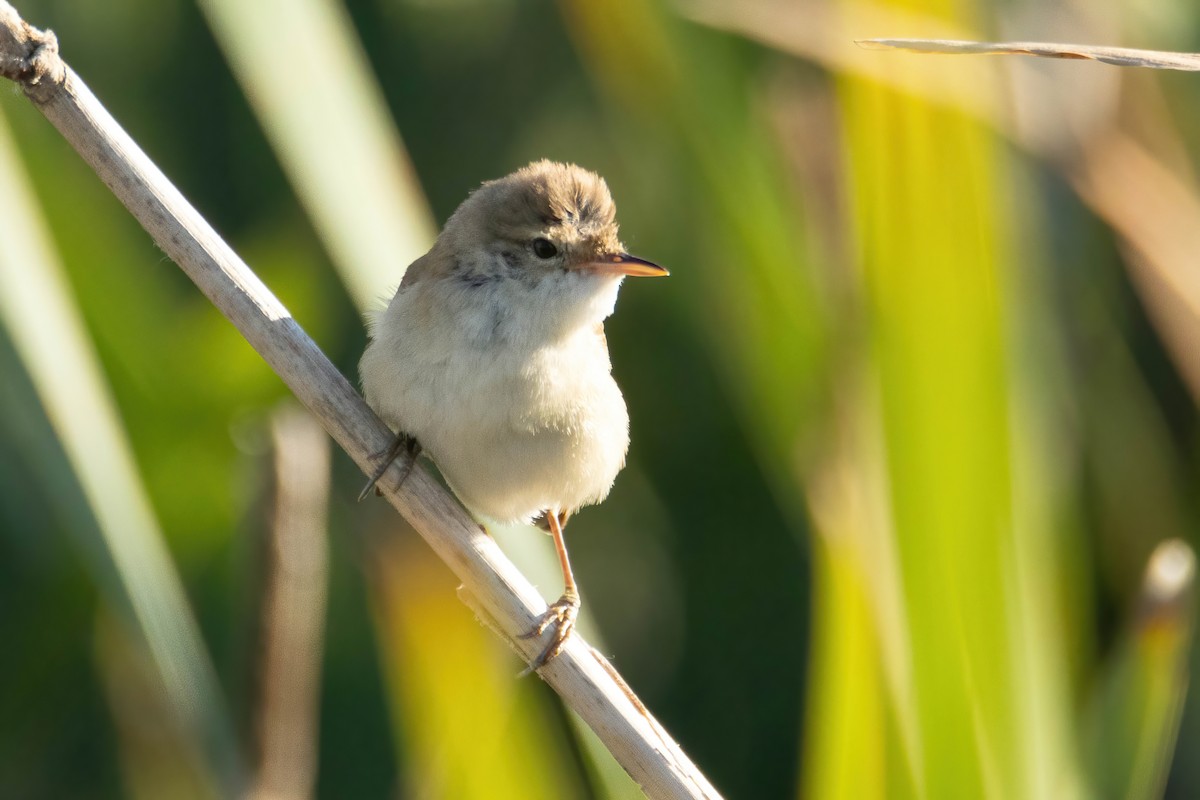 Common Reed Warbler - ML619585680