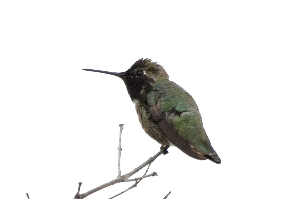 Anna's Hummingbird - ML619585763