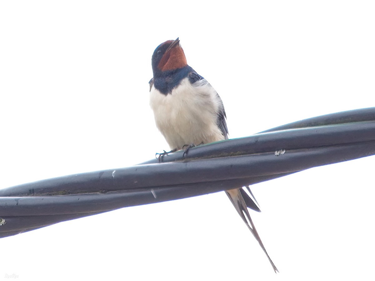 Barn Swallow - ML619585802