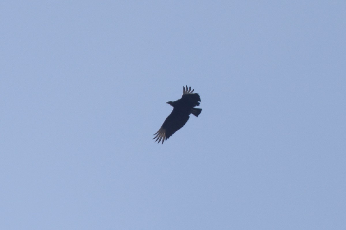 Black Vulture - ML619585822