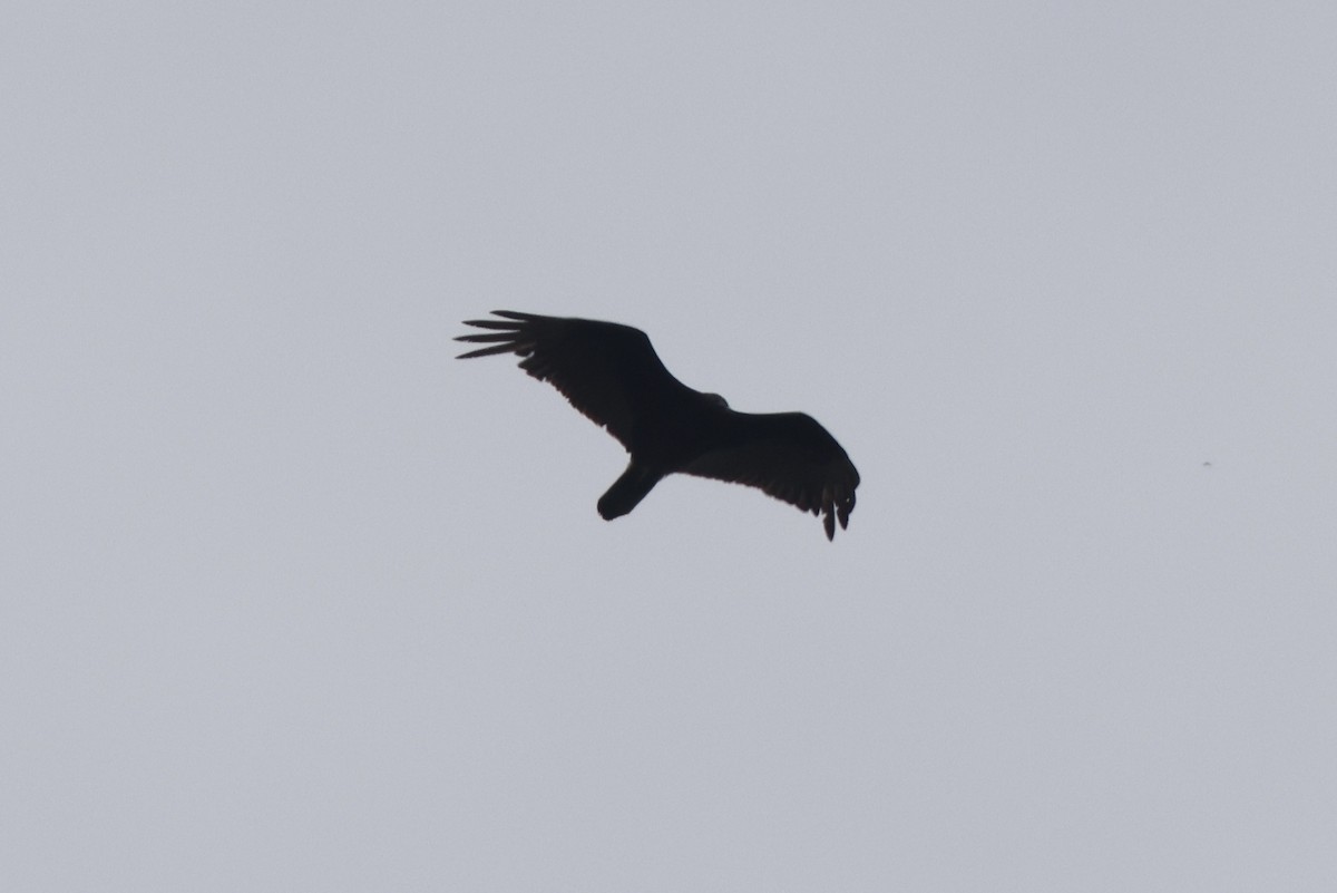 Turkey Vulture - ML619585838