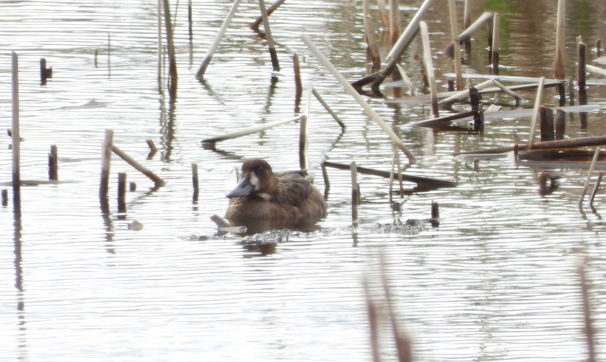 Greater Scaup - ML619585841