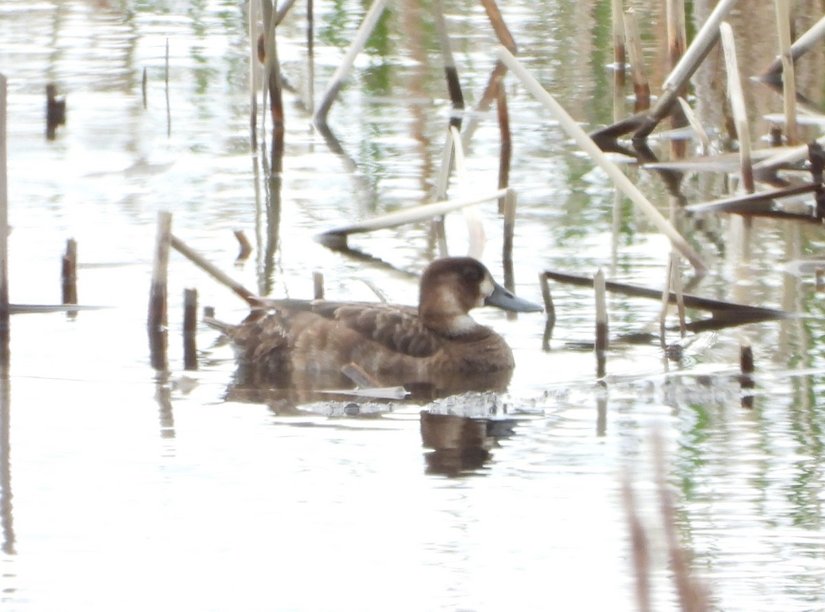 Greater Scaup - ML619585847