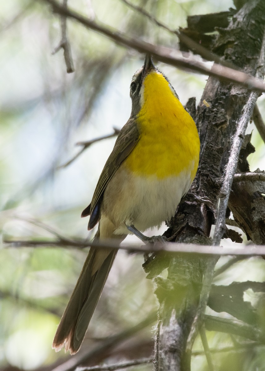 Yellow-breasted Chat - ML619585856