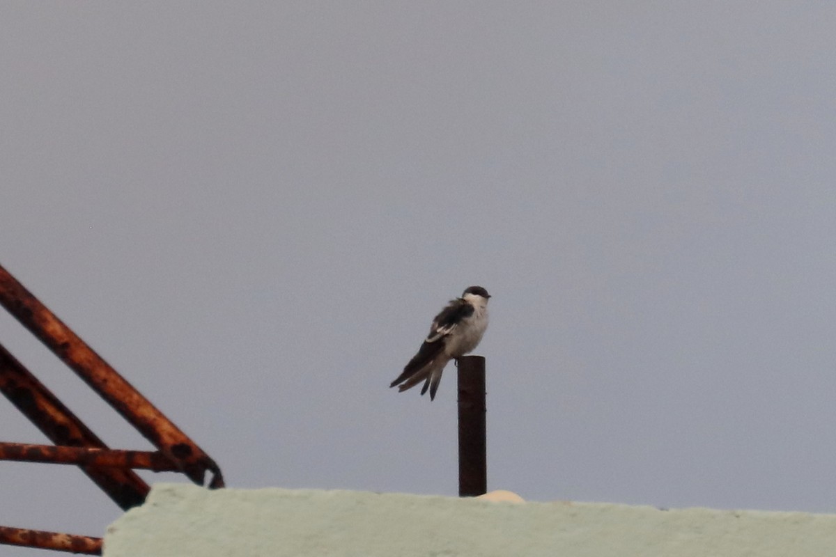White-winged Swallow - ML619585953