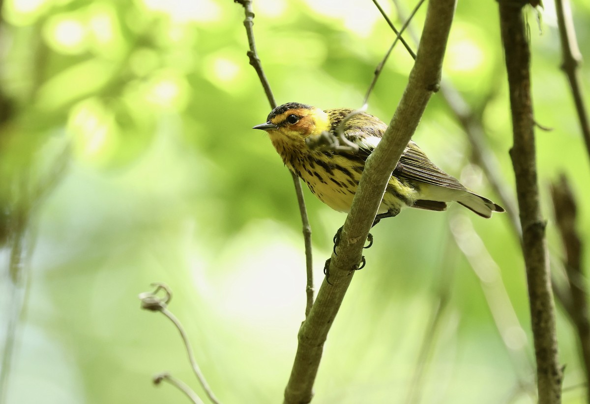 Cape May Warbler - ML619585957